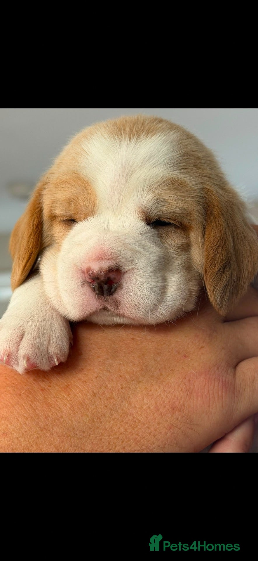 Beagle dogs Beagle pups  - Advert 2