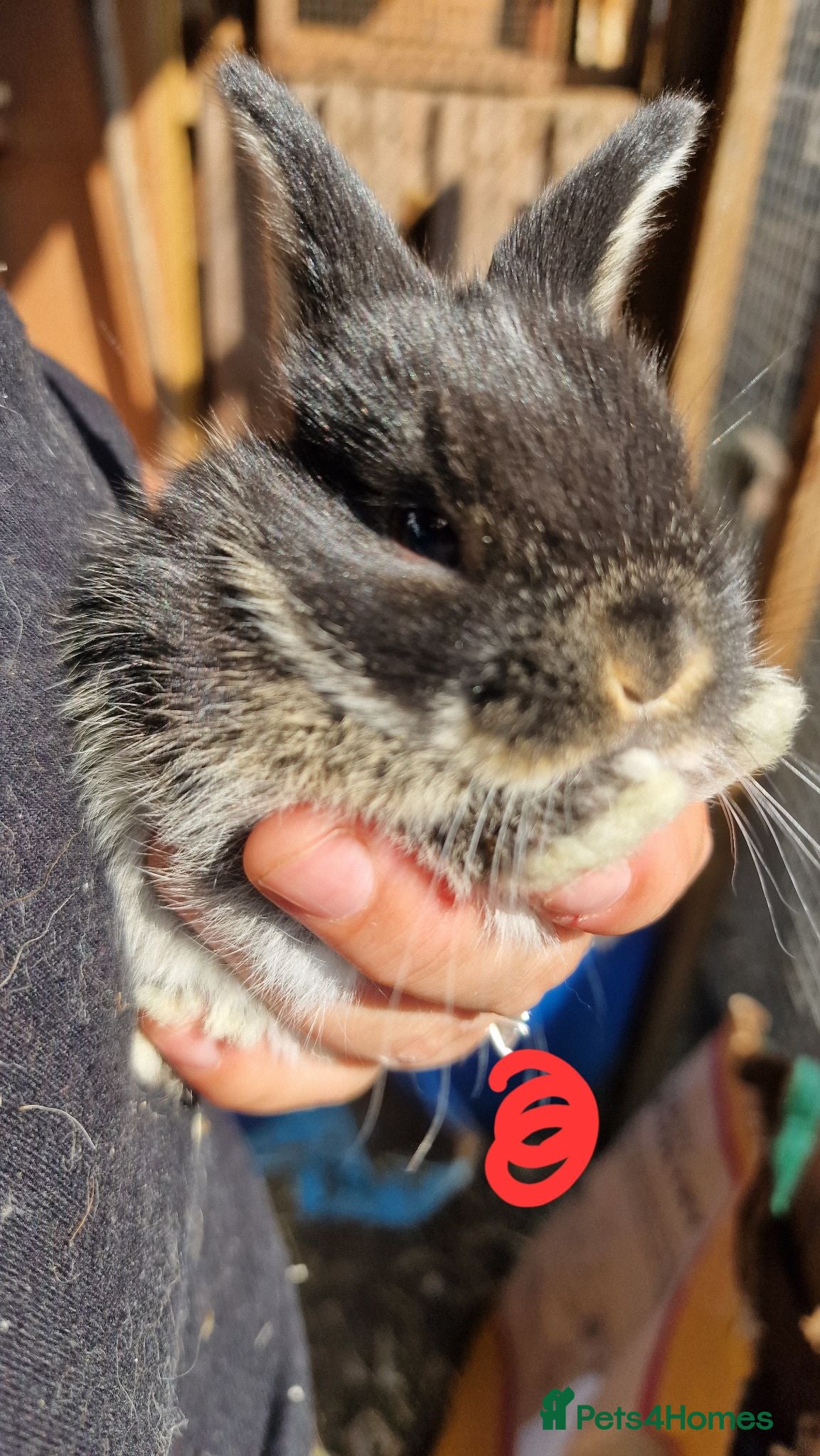 Mini Lop rabbits Mini lops  - Advert 10