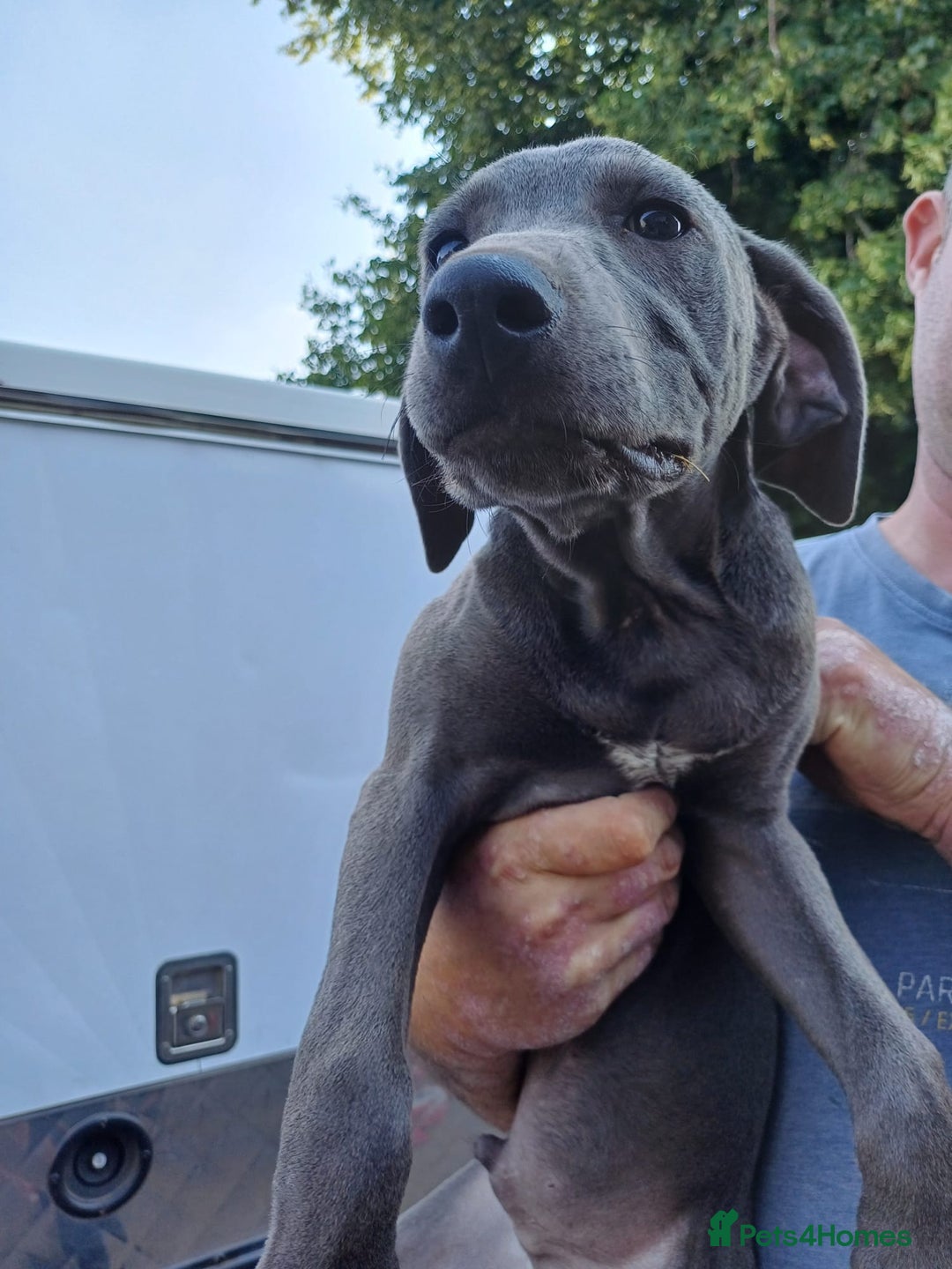Mixed Breed dogs for sale: Texas Lacy Game Dogs - Image 6