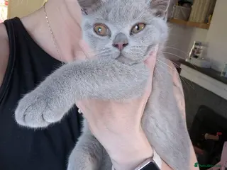 British Shorthair cats British shorthair - Advert 2