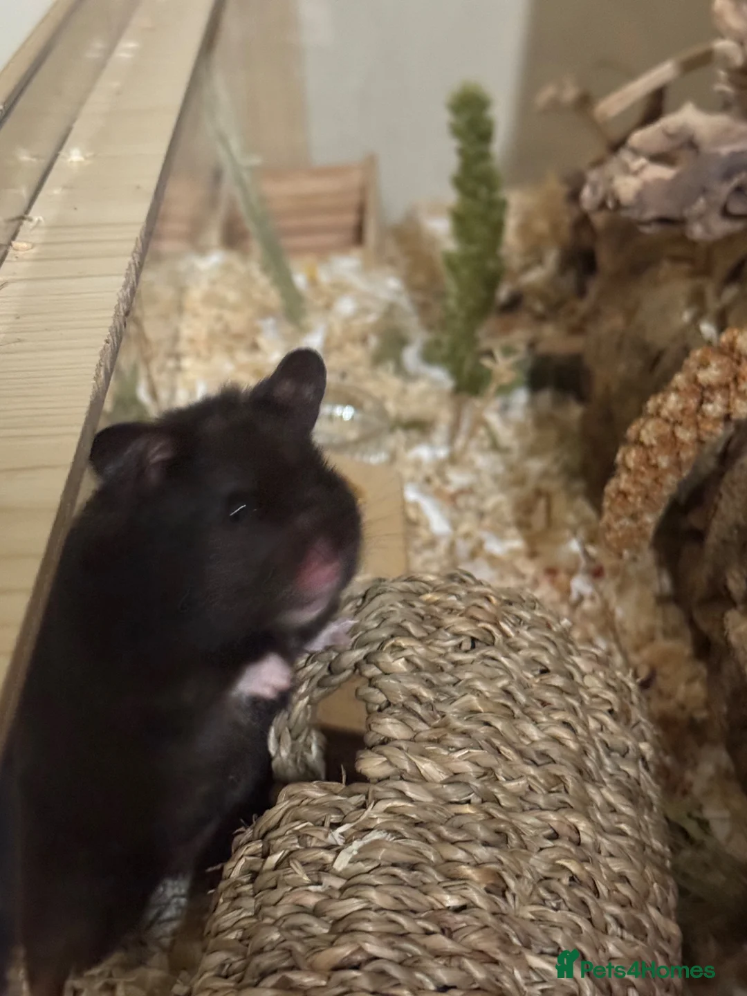 Hamster rodents for sale: Rehome Syrian hamster wicket  - Advert 2