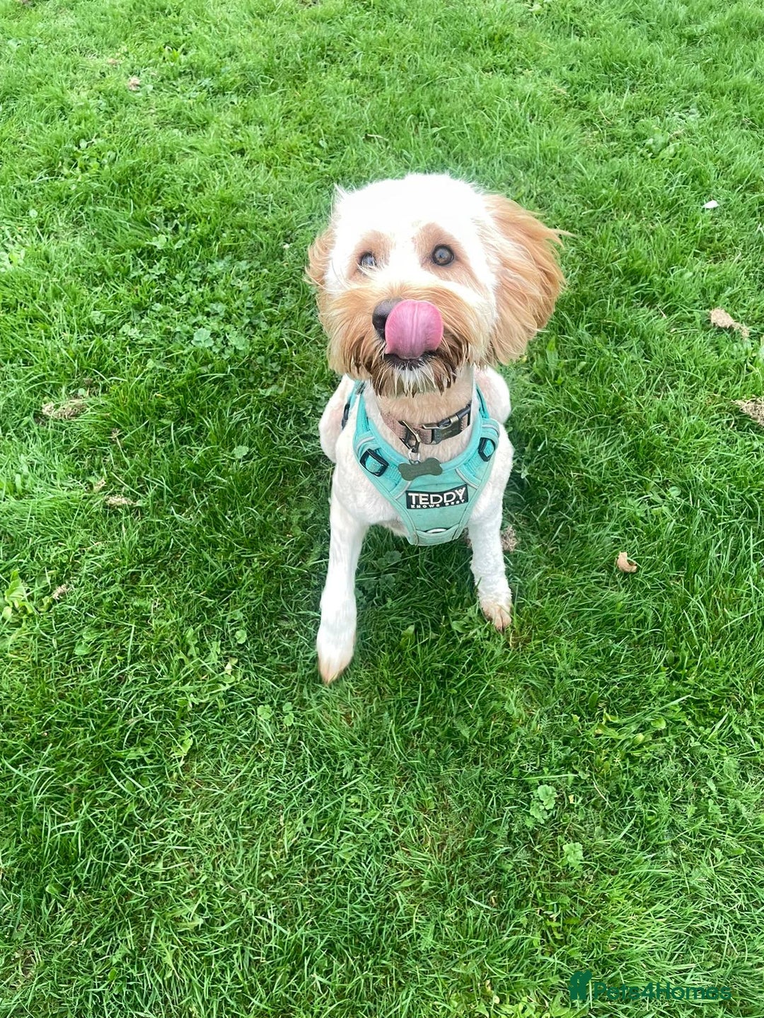 Cockapoo dogs for sale: Male cockapoo  - Advert 7