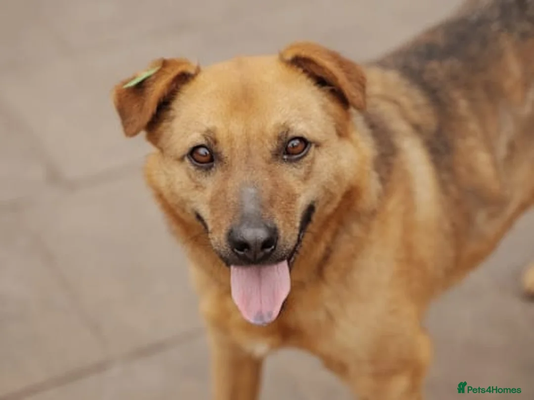 Mixed Breed dogs for adoption: ❤️Varya❤️3 yo girl full of energy, joy,&curiosity. - Advert 15