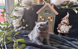 Scottish Fold cats for sale: Beautiful British Shorthair Scottish Fold Kittens - Advert 3