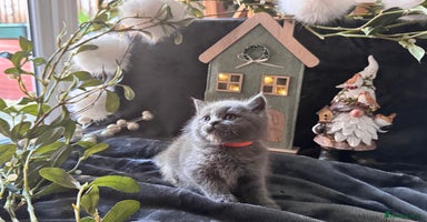 Scottish Fold cats Beautiful British Shorthair Scottish Fold Kittens - Advert 3