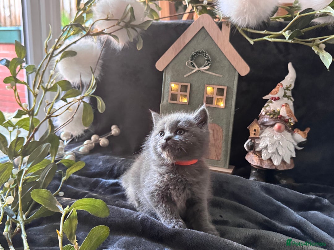 Scottish Fold cats for sale: Beautiful British Shorthair Scottish Fold Kittens - Advert 3