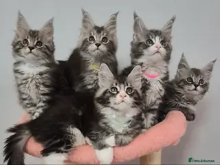 Maine Coon cats 🎀 Outstanding GCCF Pedigree Maine Coon Kittens - Advert 8