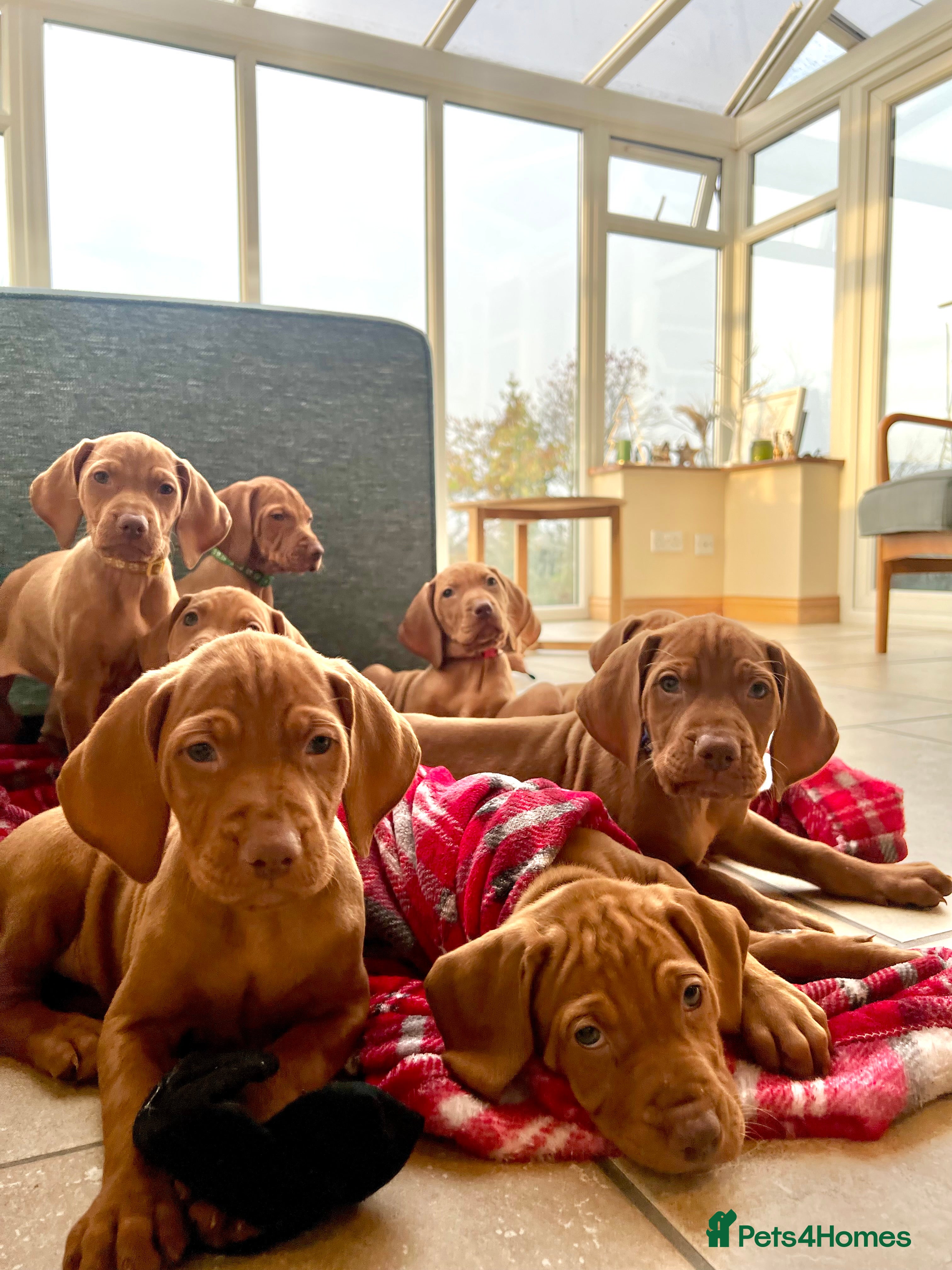 Hungarian Vizsla dogs Hungarian Vizsla Puppies  - Advert 5