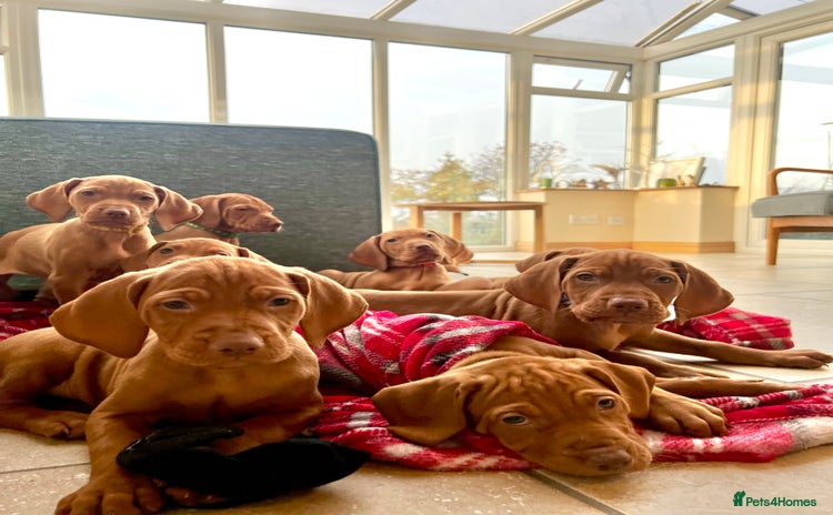 Hungarian Vizsla dogs Hungarian Vizsla Puppies  - Advert 2