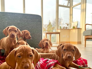 Hungarian Vizsla dogs Hungarian Vizsla Puppies - Advert 14