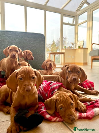 Hungarian Vizsla dogs Hungarian Vizsla Puppies - Advert 1