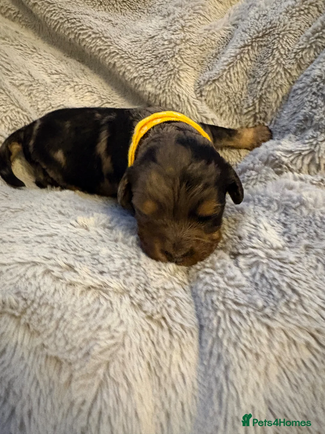 Cavapoo dogs for sale: ⭐ Ready today! F1 Health tested Cavapoos⭐ - Advert 40