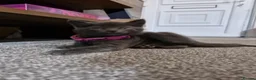 Mixed Breed cats for sale: Lovely Gray kittens one boy one girl in Stoke-on-Trent - Advert 9