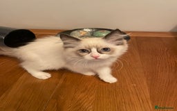 Ragdoll cats for sale: 1 left - Pedigree Bicolour Ragdoll kittens  - Advert 6