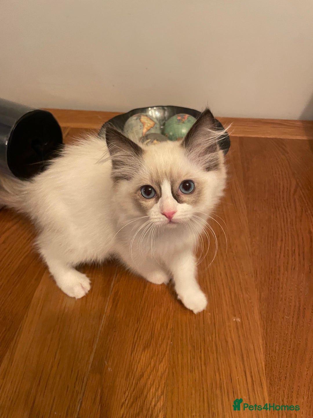 Ragdoll cats for sale: 1 left - Pedigree Bicolour Ragdoll kittens  - Advert 6