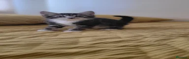 Mixed Breed 3