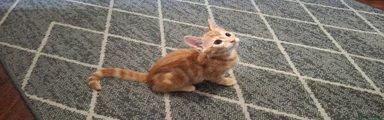 Ginger female
