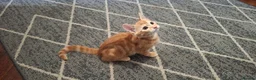Mixed Breed cats for sale: Part Bengal Kittens - Advert 3
