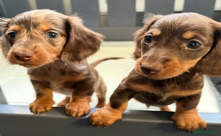 Miniature Dachshund dogs - Advert 11