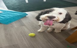 Mixed Breed dogs for sale: Beautiful puppies  - Image 3