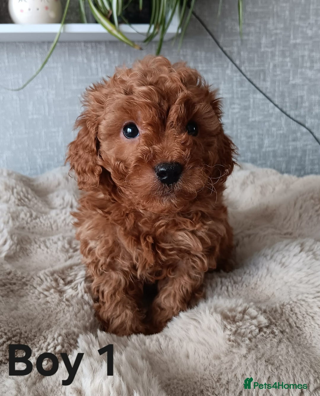 Cavapoochon dogs for sale: Stunning Cavapoochon Puppies - Advert 3