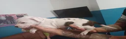 Staffordshire Bull Terrier dogs for sale: Puppy Staffordshire Bull Terrier - Advert 5