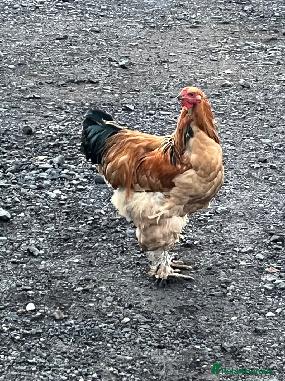 Chickens poultry for sale: Barahma Colombia cockerels  - Advert 2