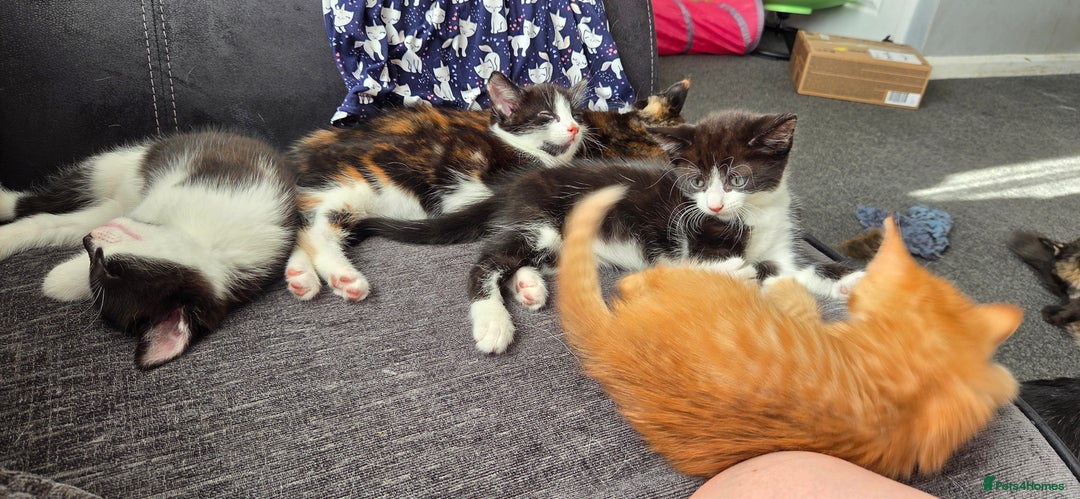 Mixed Breed cats for sale: Maine coon mix kittens for sale.  - Image 4