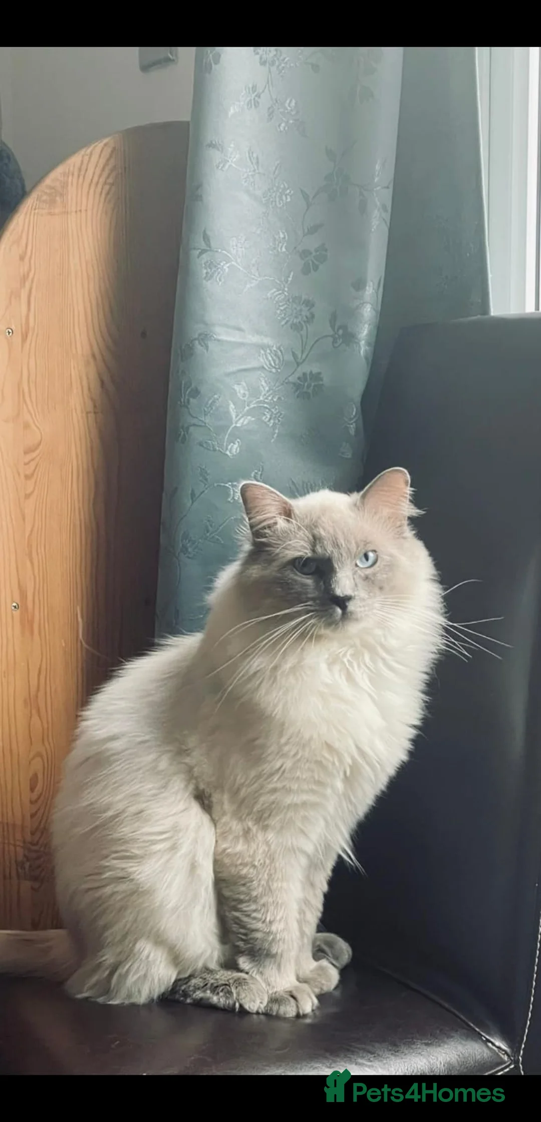 Ragdoll cats for sale: Ragdoll kittens  - Advert 2