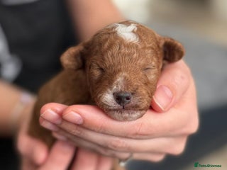 Toy Poodle dogs Beautiful Red & Phantom Toy Poodle's! KCregisteted - Advert 2