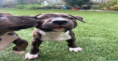 Staffordshire Bull Terrier dogs - Advert 7
