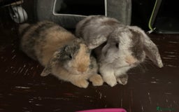 Mini Lop rabbits for sale: 2 year old Mini Lop Female  - Image 3