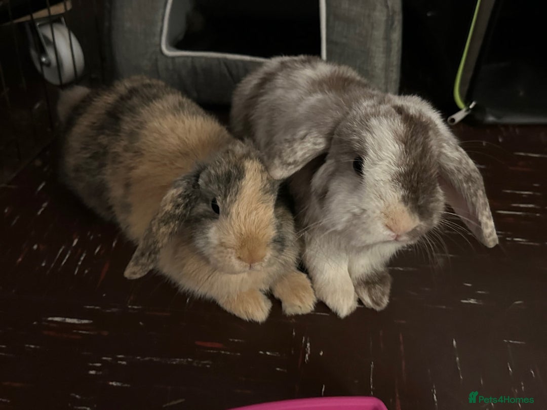 Mini Lop rabbits for sale: 2 year old Mini Lop Female  - Image 3