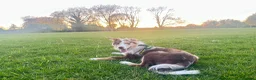 Border Collie dogs for sale: border collie puppy  - Advert 7