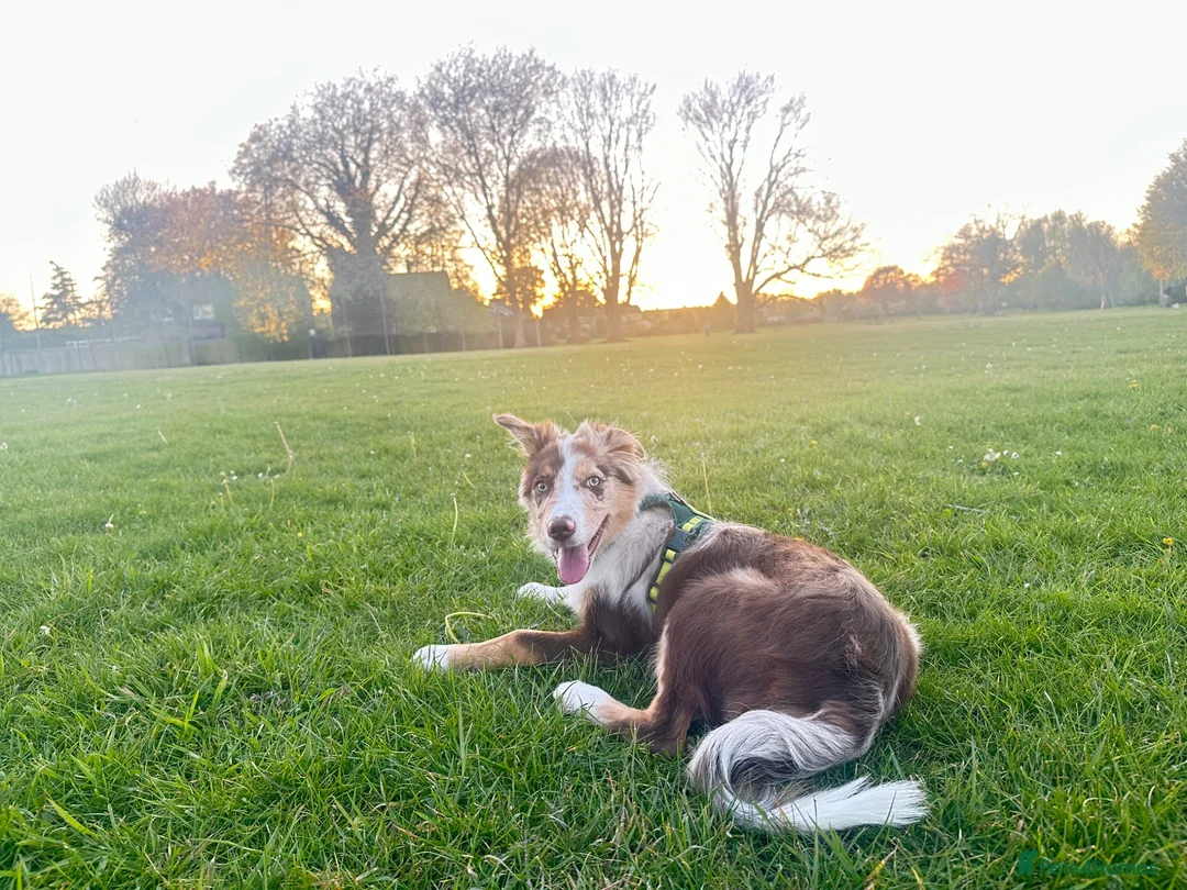 Border Collie dogs for sale: border collie puppy  - Advert 7
