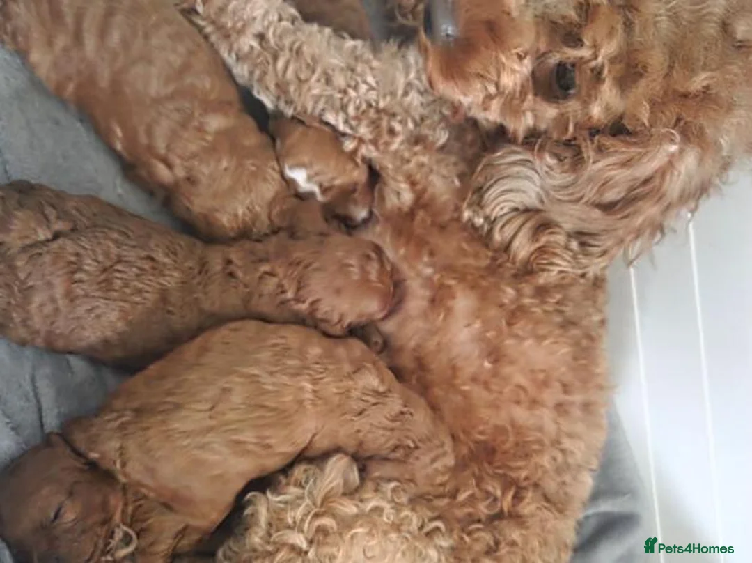 Toy Poodle dogs for sale: Gorgeous 3 boys and 1 girl Toy Poodle Puppies in Glasgow - Advert 2