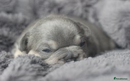French Bulldog dogs for sale: Stunning French bulldog puppies  - Advert 23