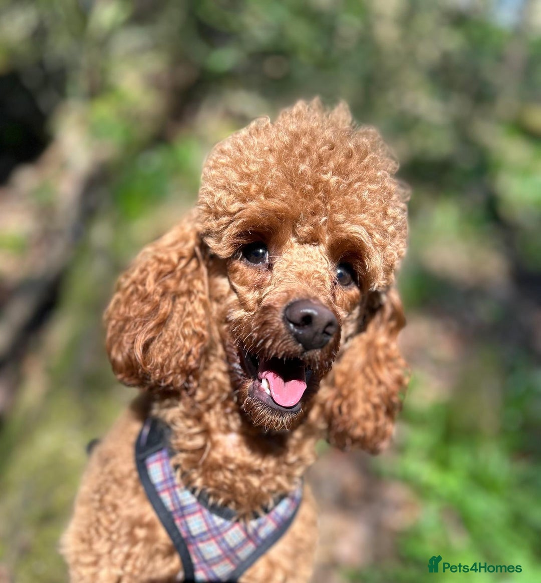 Miniature Poodle dogs for stud: K.C. Reg Miniture Poodle  - Image 8