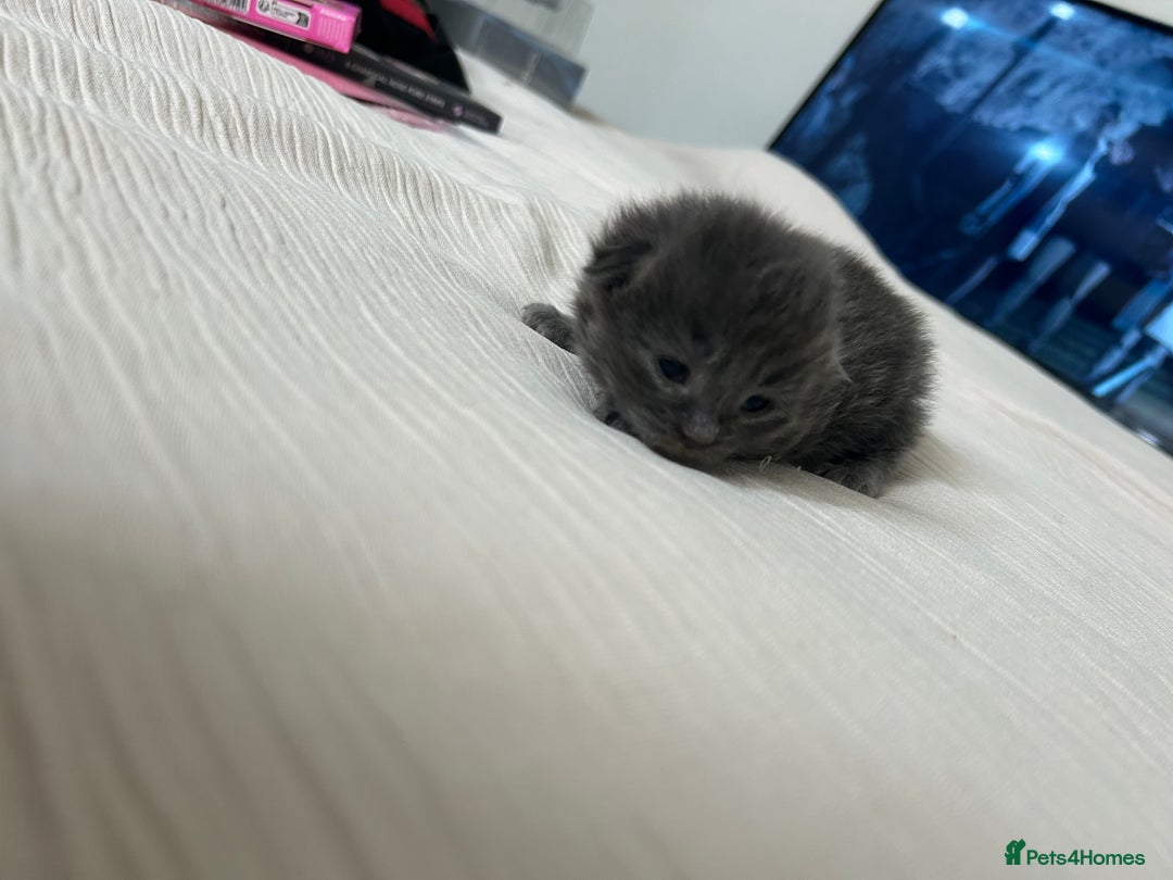 British Longhair cats for sale: Beautiful British long hair kittens.  - Image 2