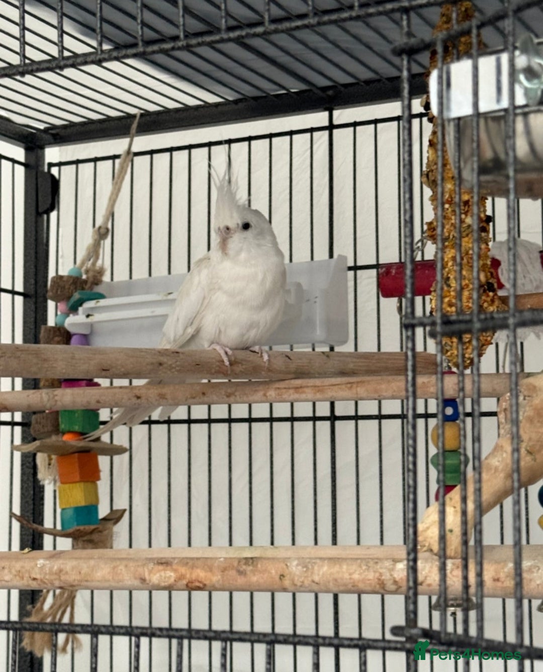 Cockatiels birds for sale: Pair of Beautiful Cockatiels for Sale - Image 2