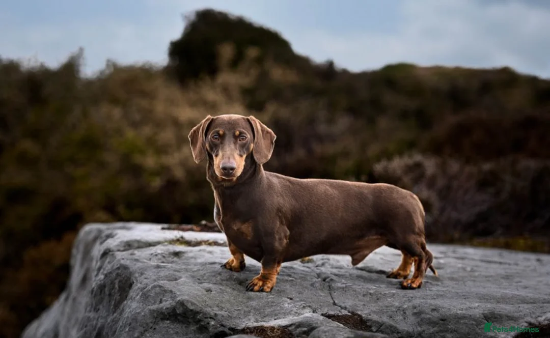 Dachshund dogs for stud: Miniature Dachshund Chocolate and Tan Stud in Wrexham - Advert 3