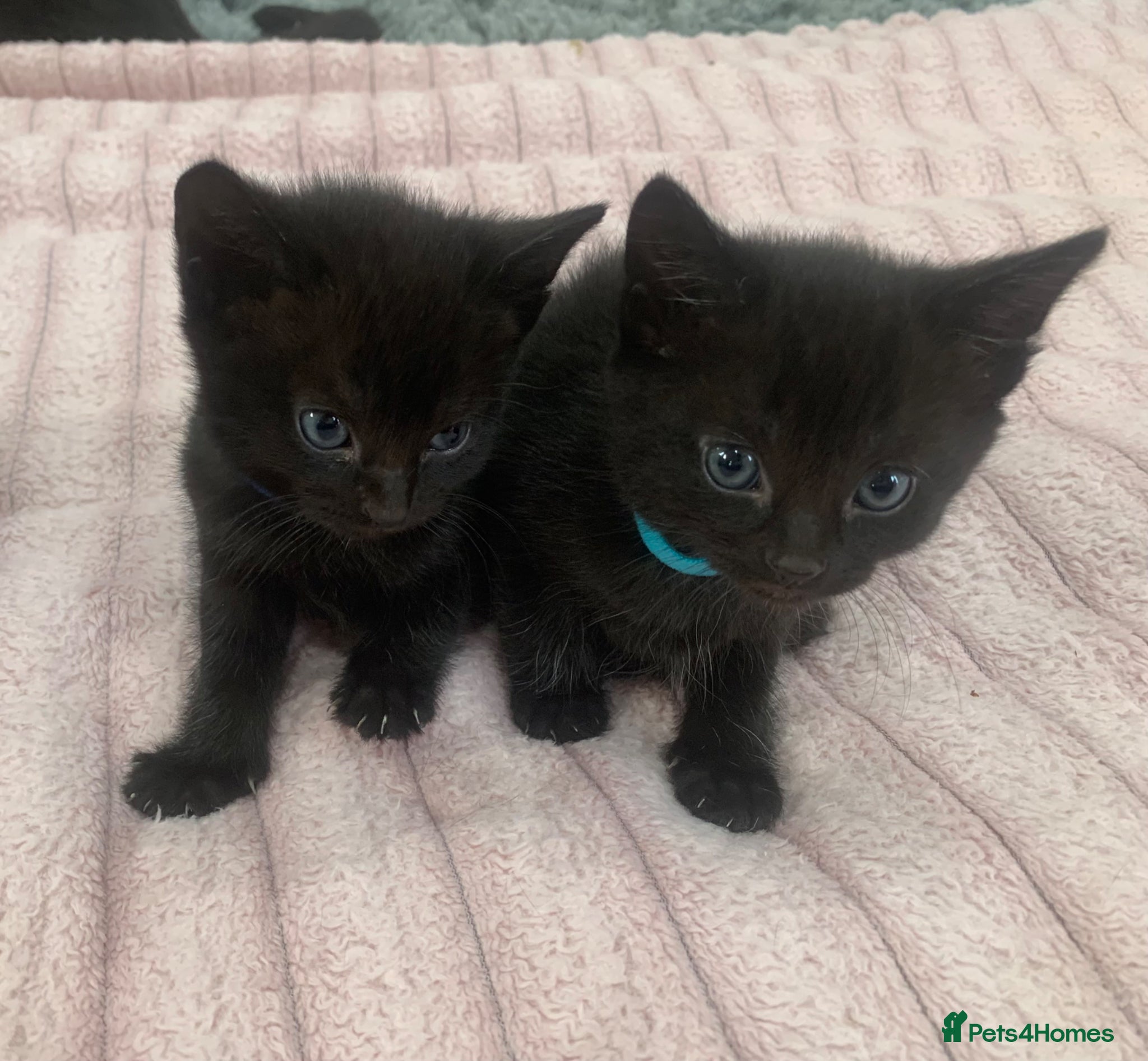 Mixed Breed cats Gorgeous mixed kittens  - Advert 13