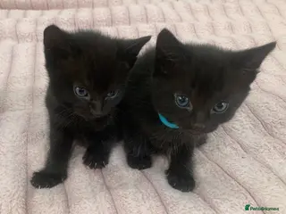 Mixed Breed cats Gorgeous mixed kittens - Advert 13