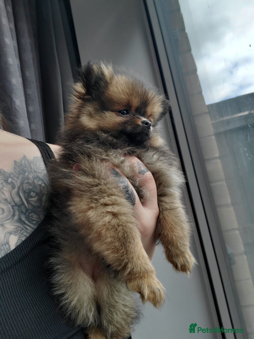 Pomeranian dogs for stud: Kc Pomeranian Male For STUD DUTIES - Advert 30