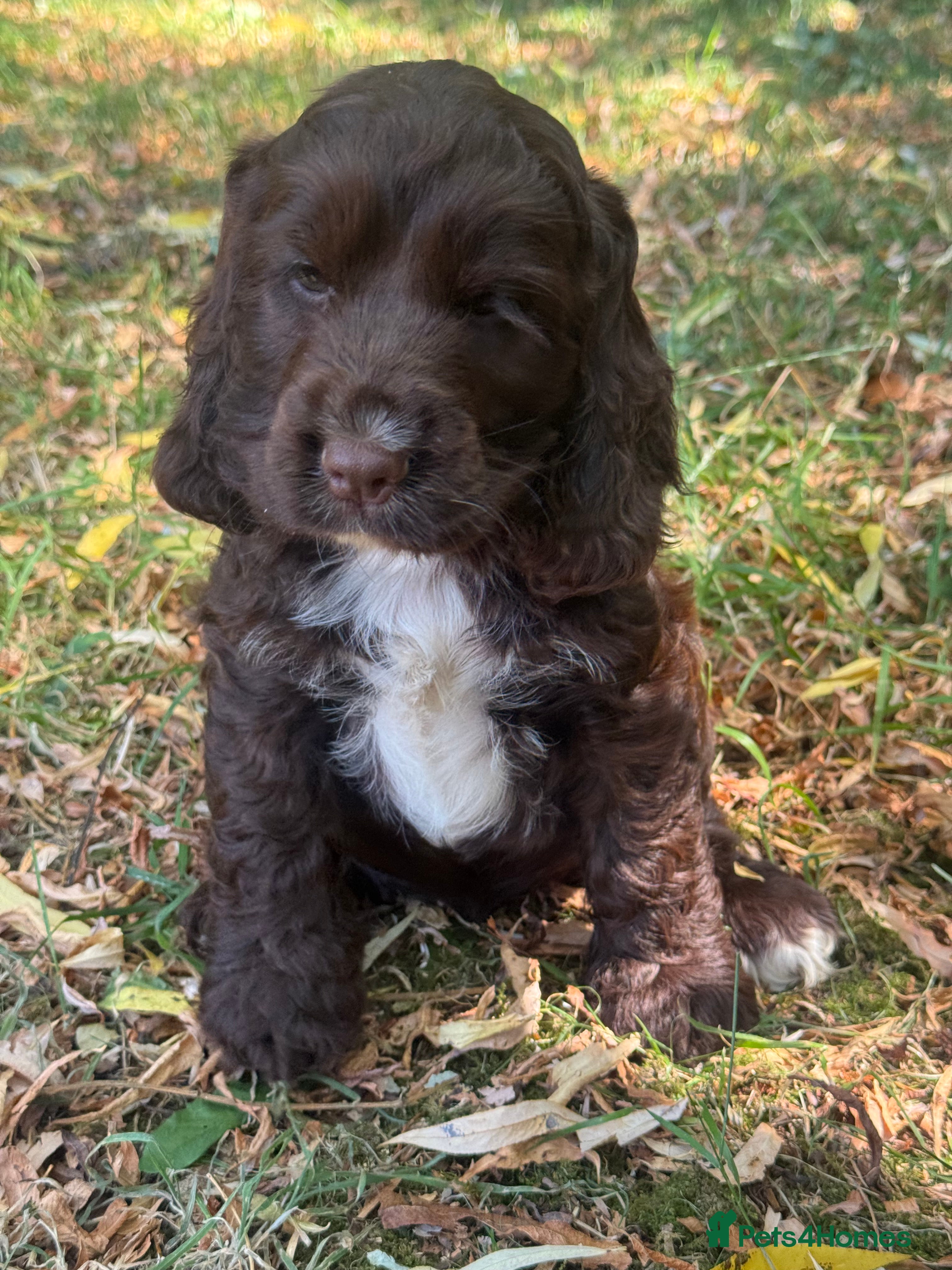 Cocker Spaniel dogs ❤️ 100% SHOWTYPE HEALTH TESTED COCKER SPANIEL ❤️ - Advert 2