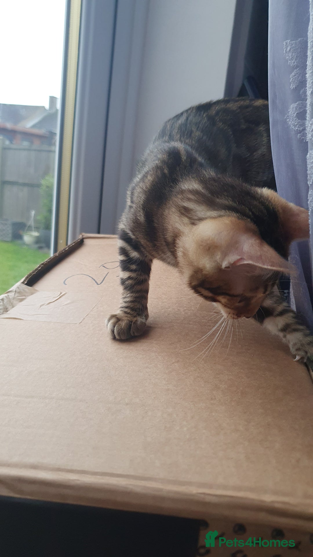 Bengal cats for sale: Beautiful Bengal - Advert 7