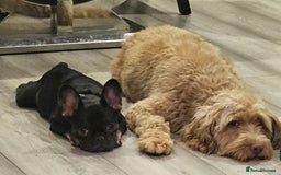 French Bulldog dogs for sale: Kc miniature French bulldog  - Image 7