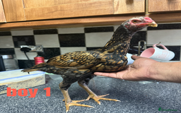 Chickens poultry for sale: shamo chickens🐓 - Image 3