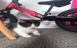 Mixed Breed cats for sale: 5 beautiful kittens for sale  - Image 16