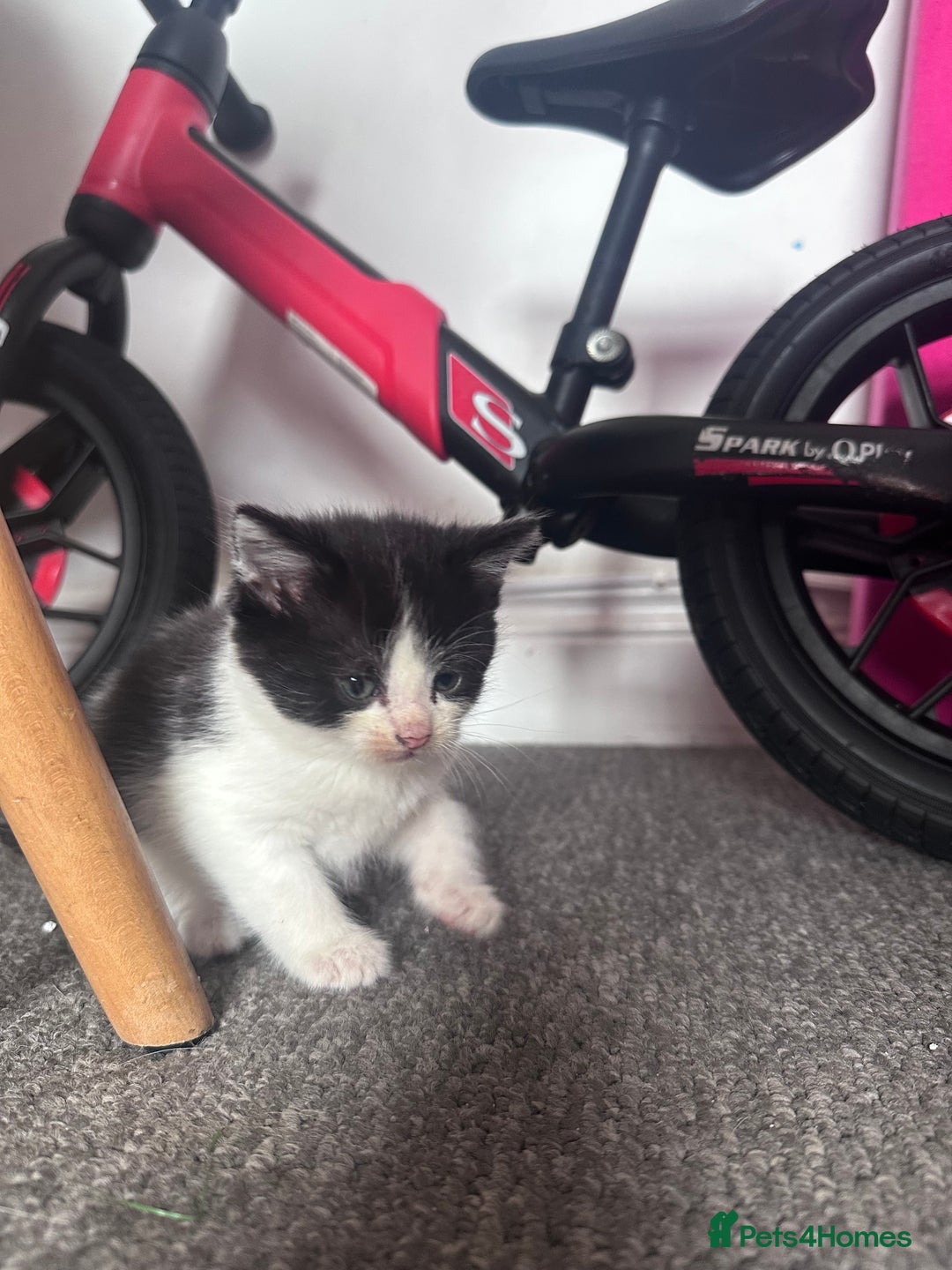 Mixed Breed cats for sale: 5 beautiful kittens for sale  - Image 16